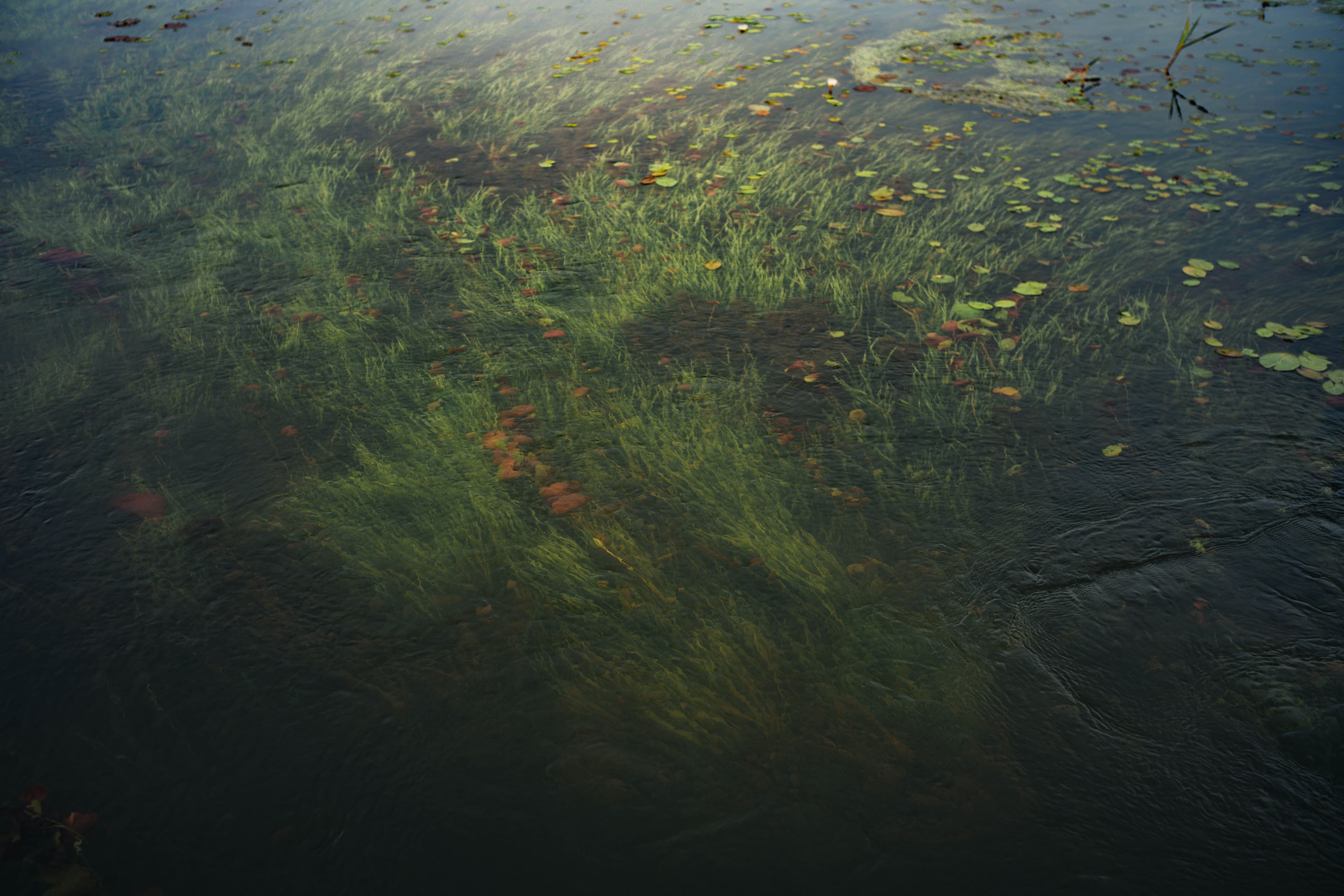 Bioremediation Technology